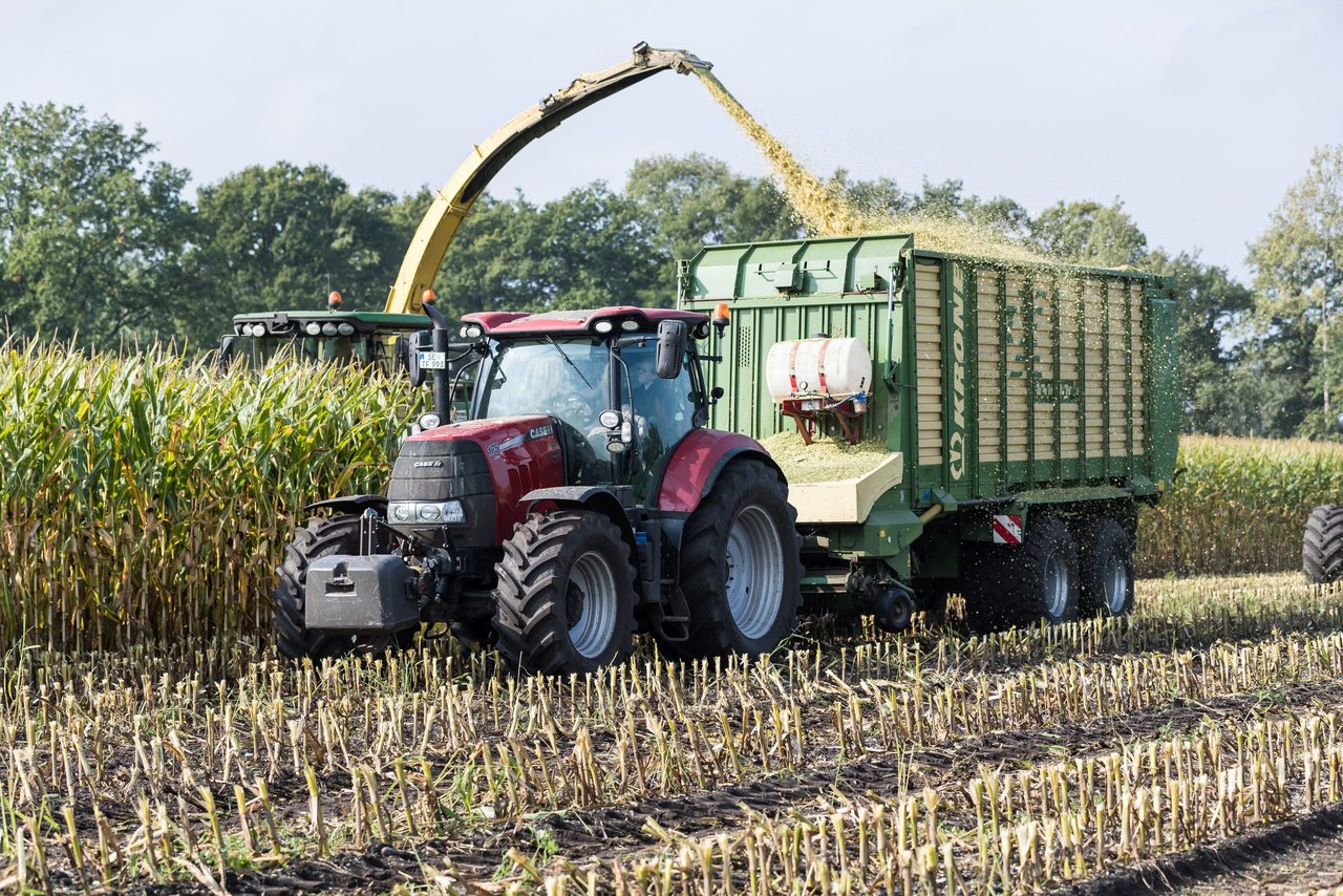 Bild 230 - Maisernte